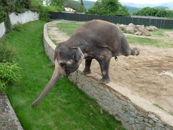 zoo-usti-slon-balance