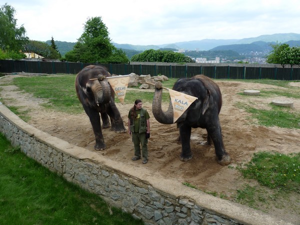 zoo-usti-sloni