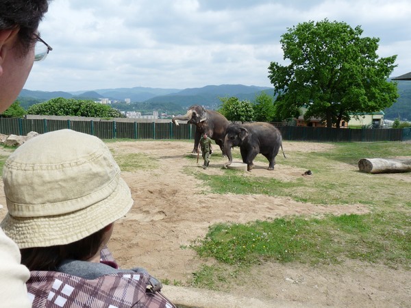 zoo-usti-sloni-prichod