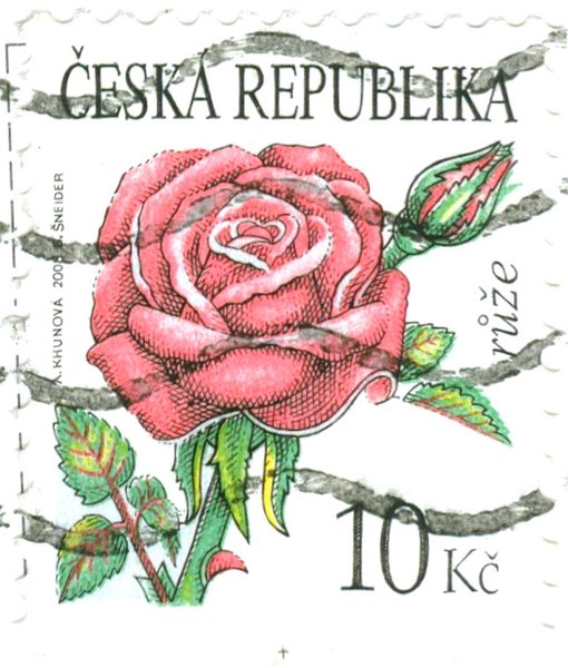 Image (4)