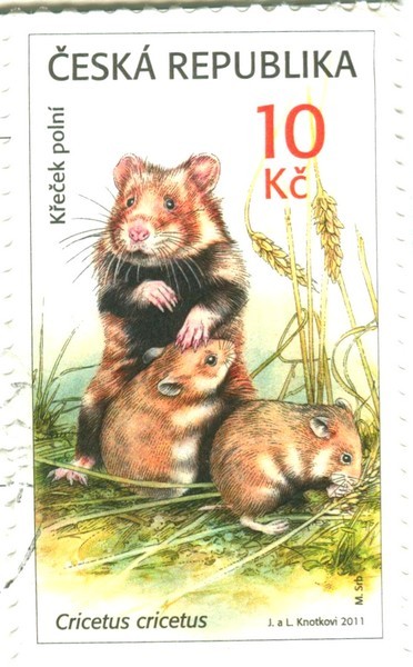 Image (2)