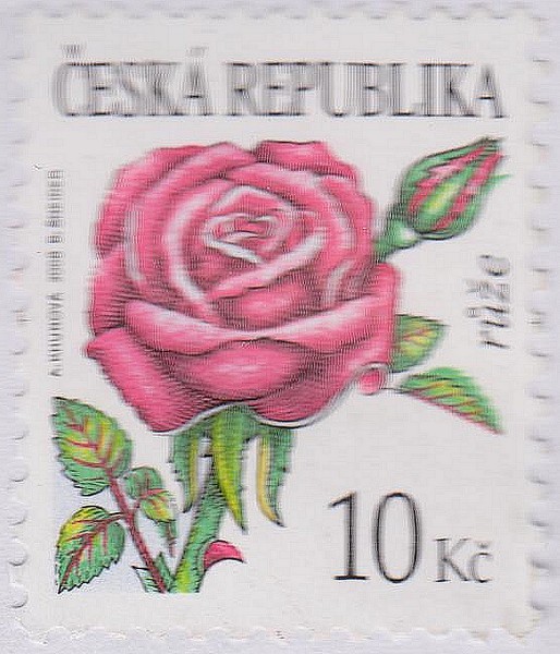 Image (6)