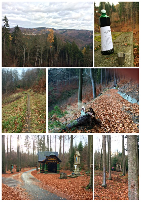 lzesk bloud - lesy