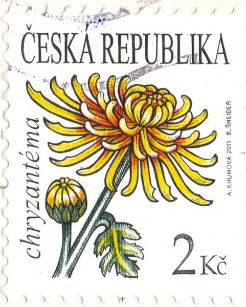 chryzantma