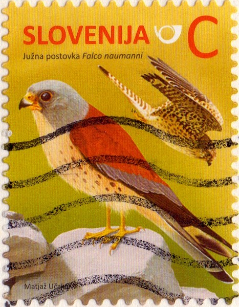 falco naumanni