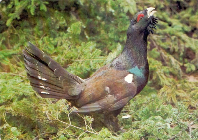 tetev hluec