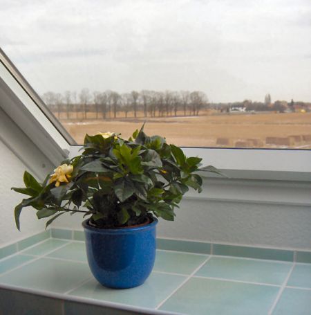 Gardenie jasmin