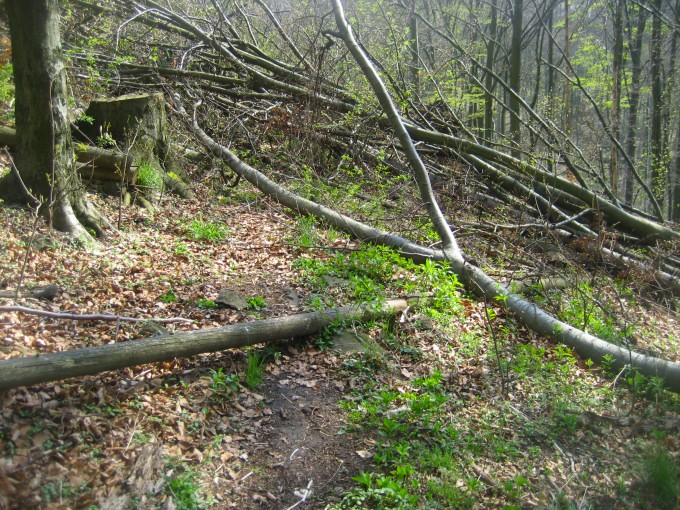 Buina - cesta